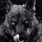 wolf4life (Wolf4Life) OnlyFans Leaked Content 

 profile picture