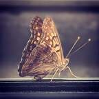 Onlyfans leaked xoxofee 

 profile picture