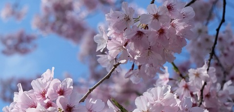 Header of zoiesgarden
